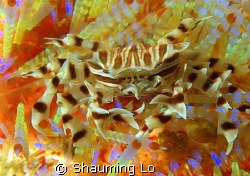 Adam's urchin crab taken at komodo islands. by Shauming Lo 